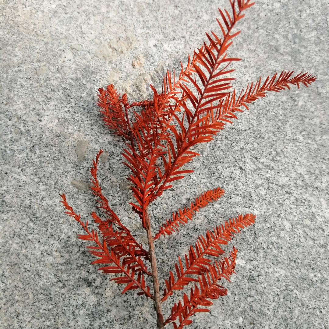 花生，吓氿