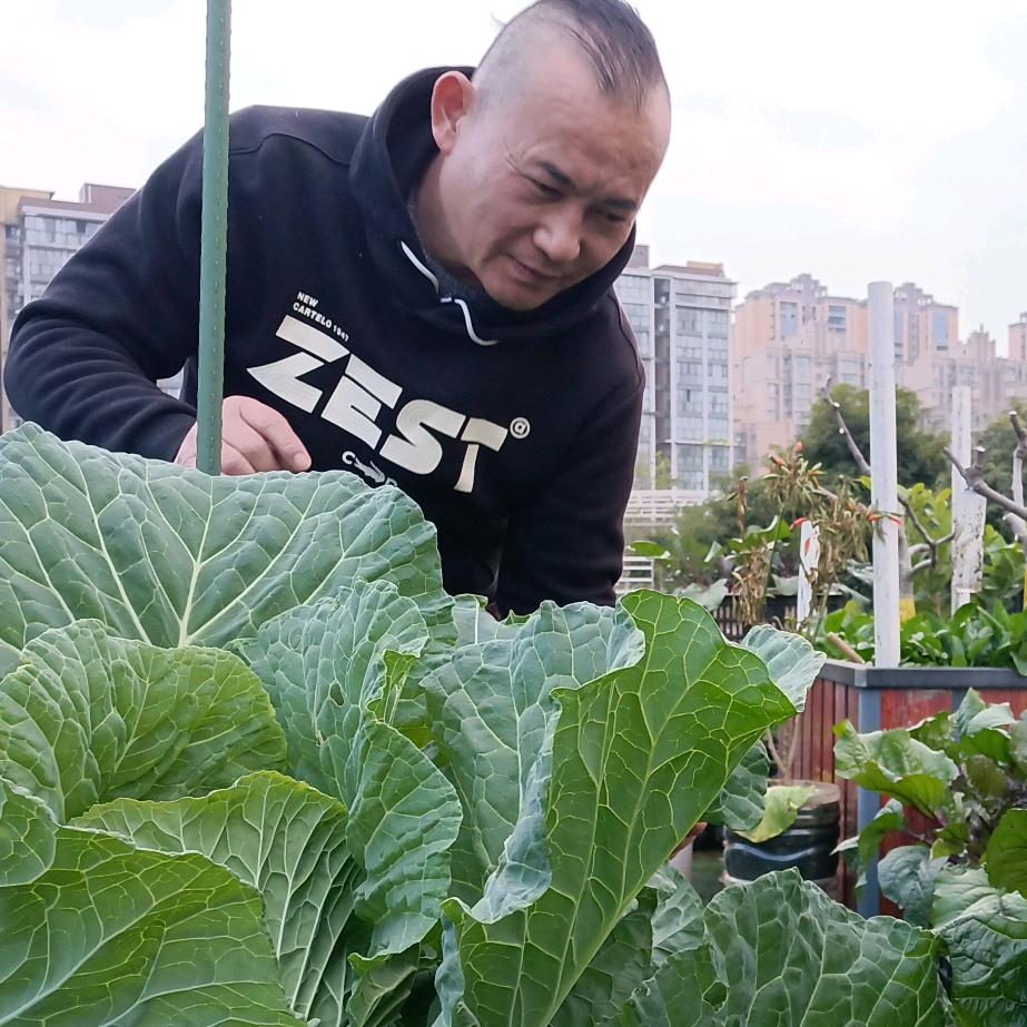 菜园四季
