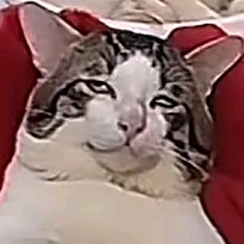 健康哥哥