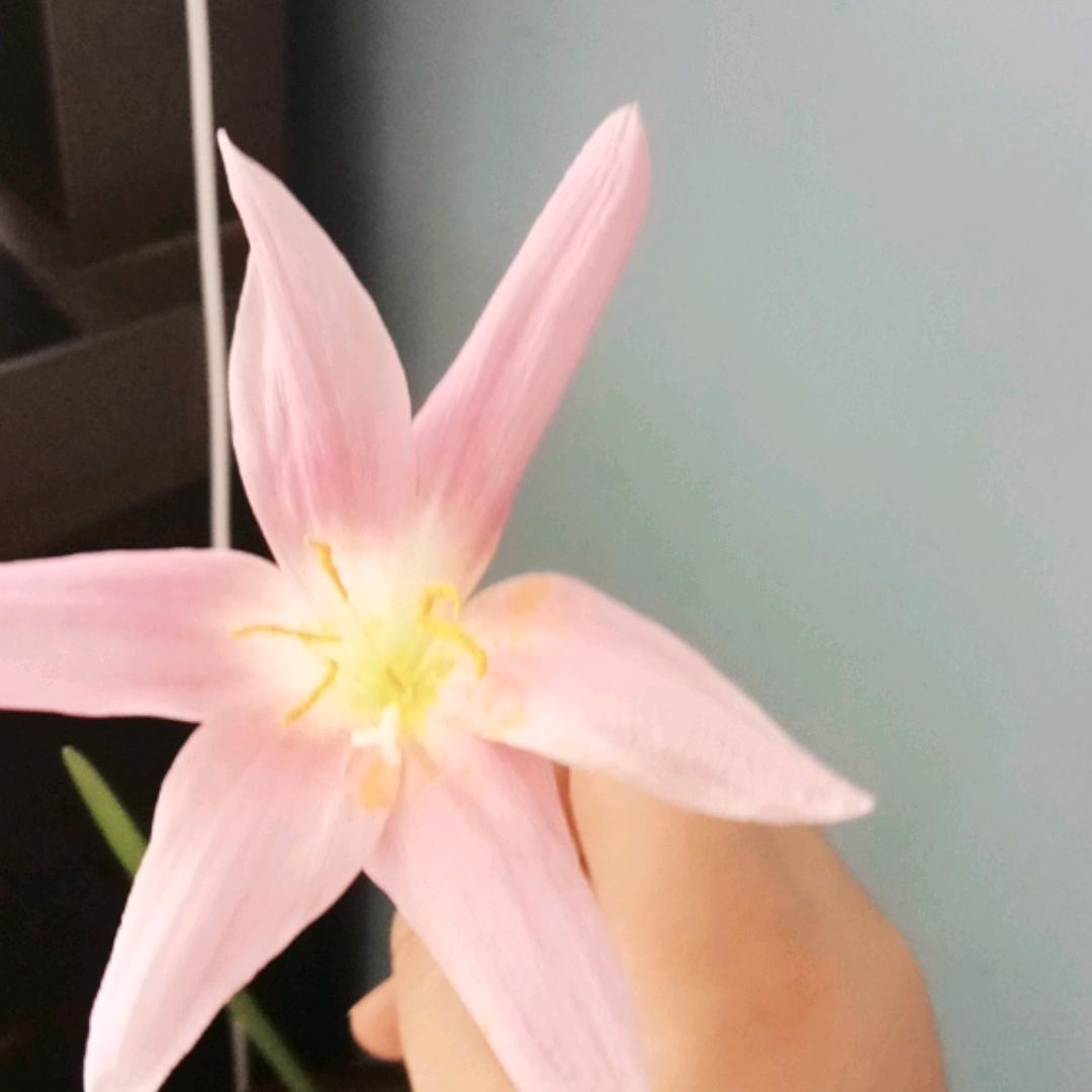 开心每一天🌸🌸🌸🌺🌺🌹🌷