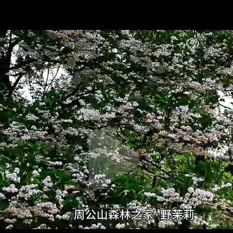 雨婵妹