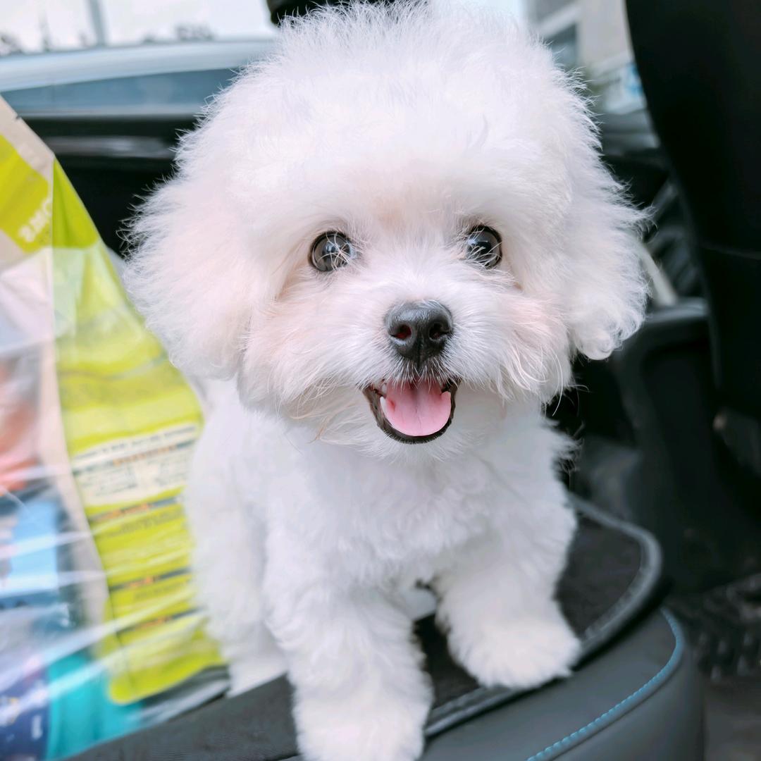 雪球是只小比熊