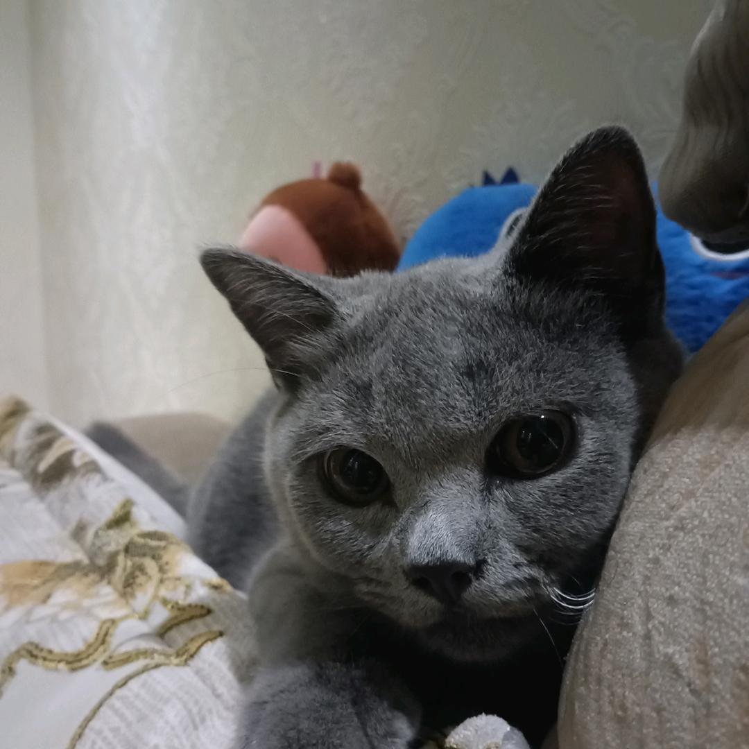 蓝猫