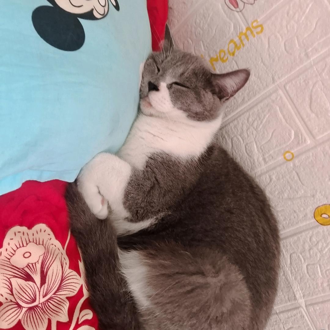 奋斗小蜜蜂
