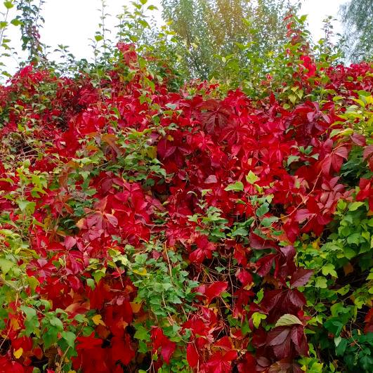 一束阳光<拒聊>