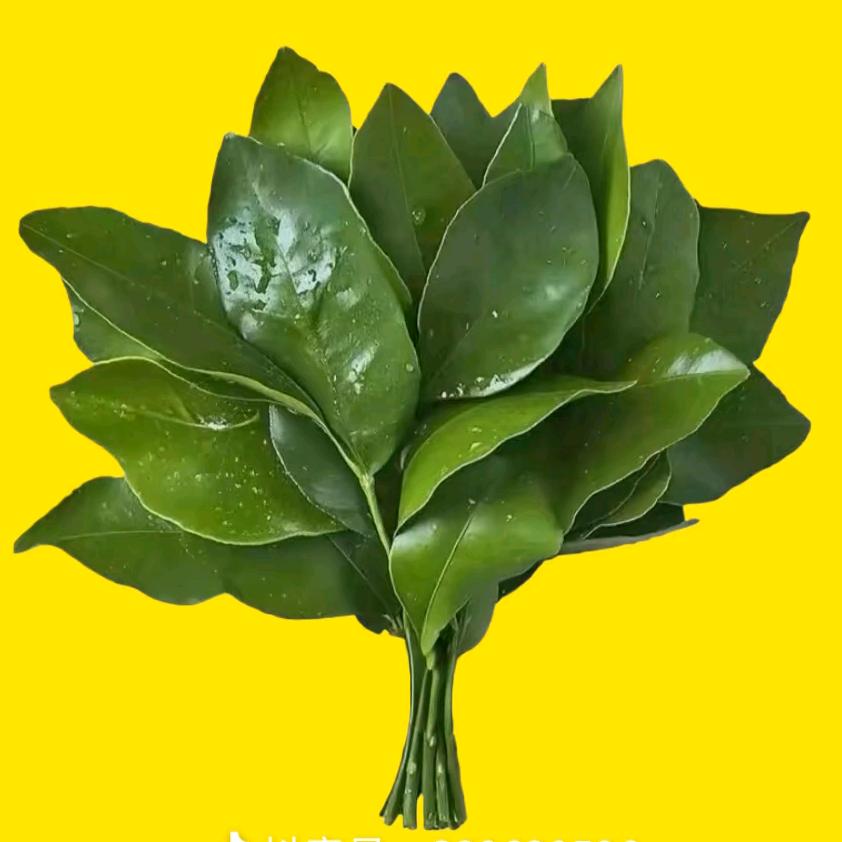 纯恨战士