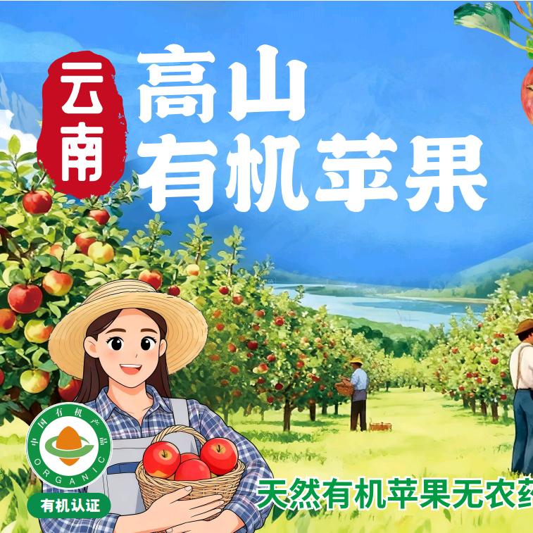 云南高山有机苹果