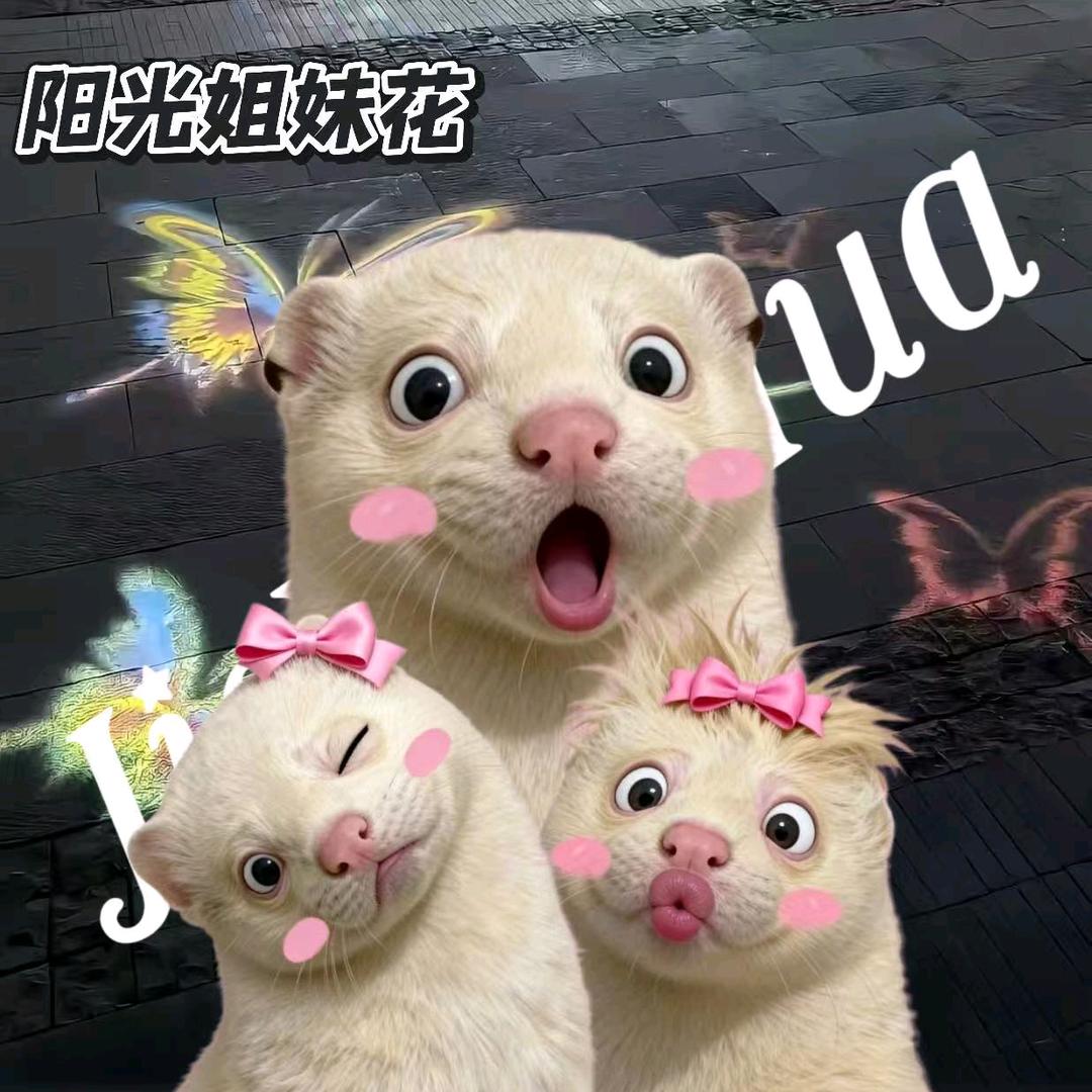 阳光姐妹花🌸