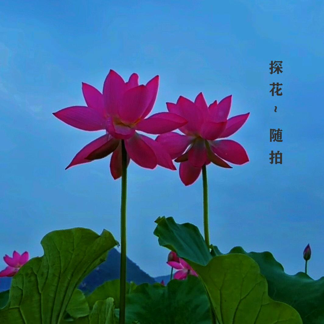 探花