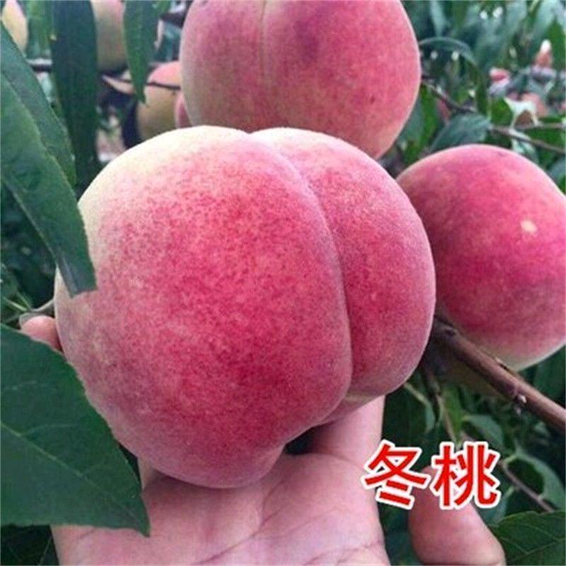 晨臻润平果树苗木专卖店