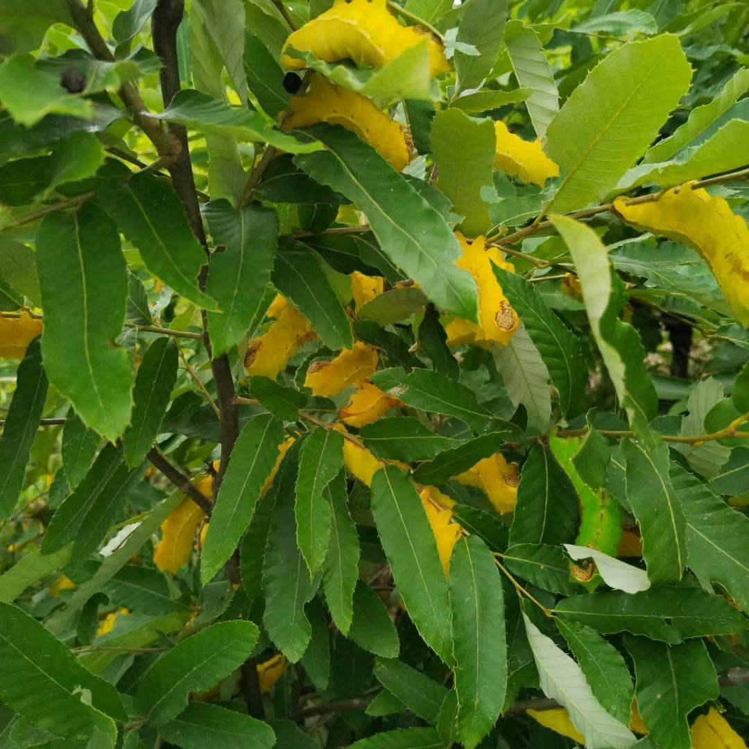 养蚕人养蚕做被子四里店镇余庄村