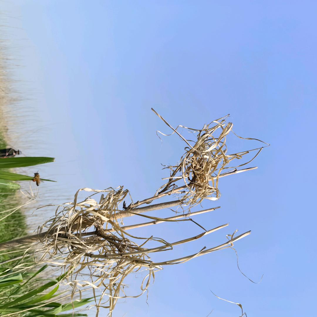 无为顺安起重吊裝有限公司（齐传富）