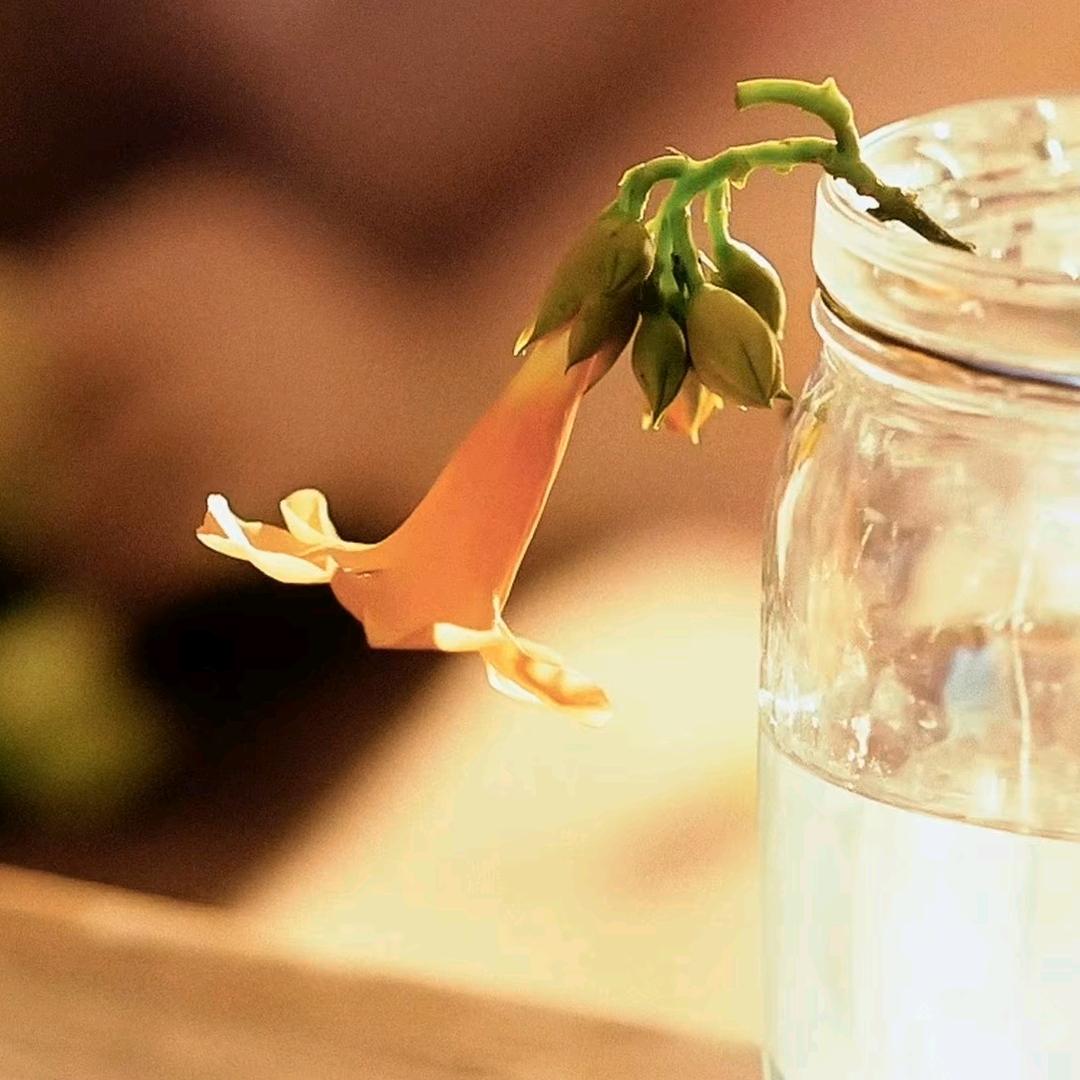 姜姜好（秃了的薯条）