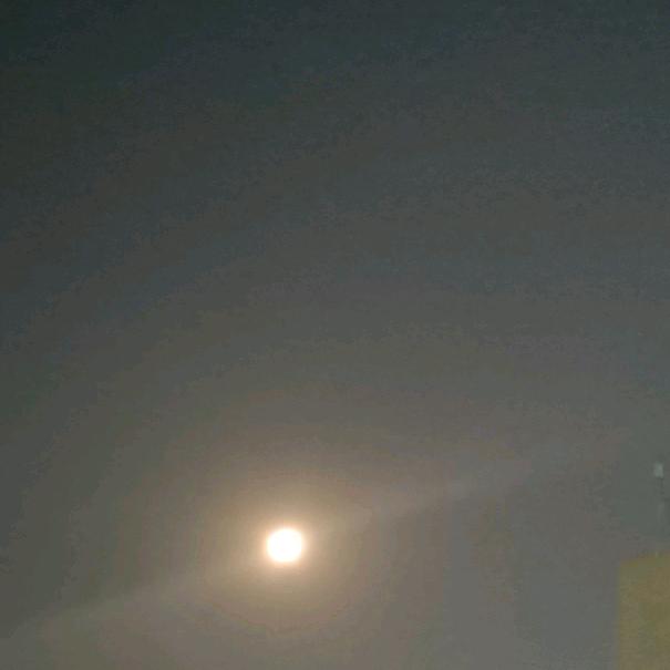 枝淺乫