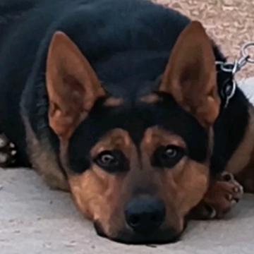 小唐犬舍