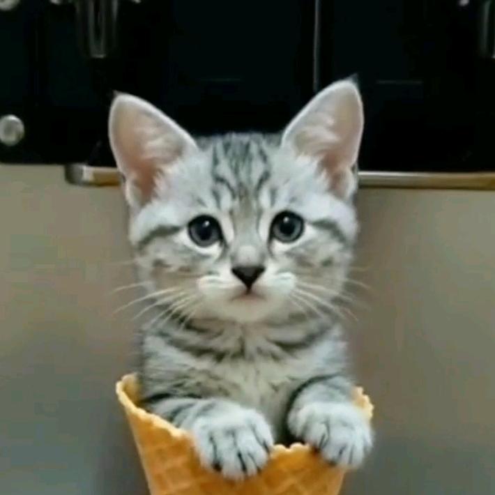 虎虎与妞妞成长记