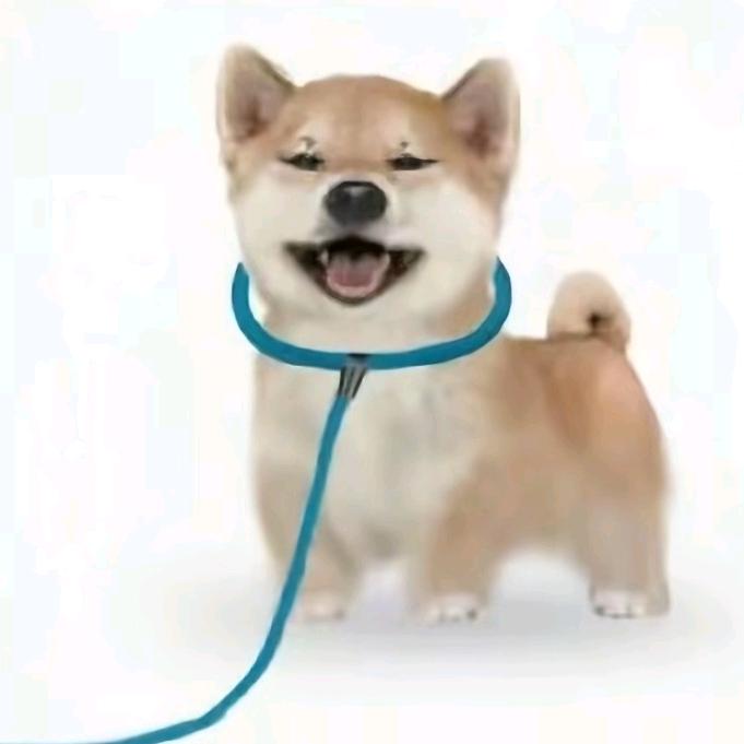 被套的狗🐶