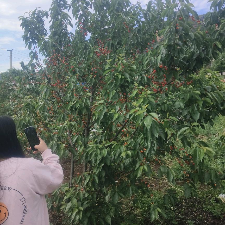 贵州威宁张先生塔吊小太阳