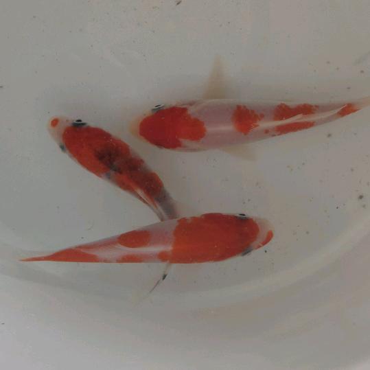 德第一