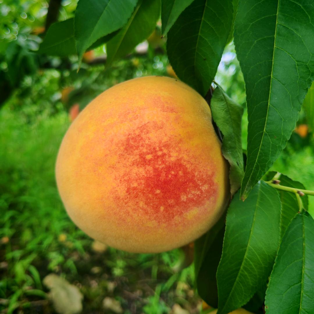 快乐的黄桃姐姐