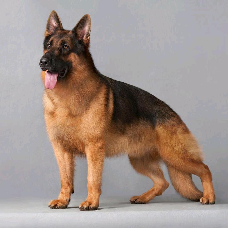 金嘎（喂狗鲜鸡架泥）