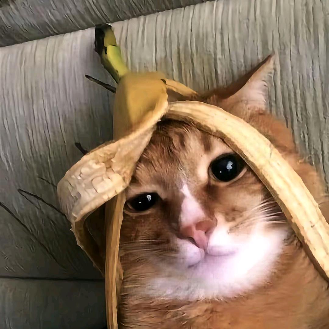 捡只羊