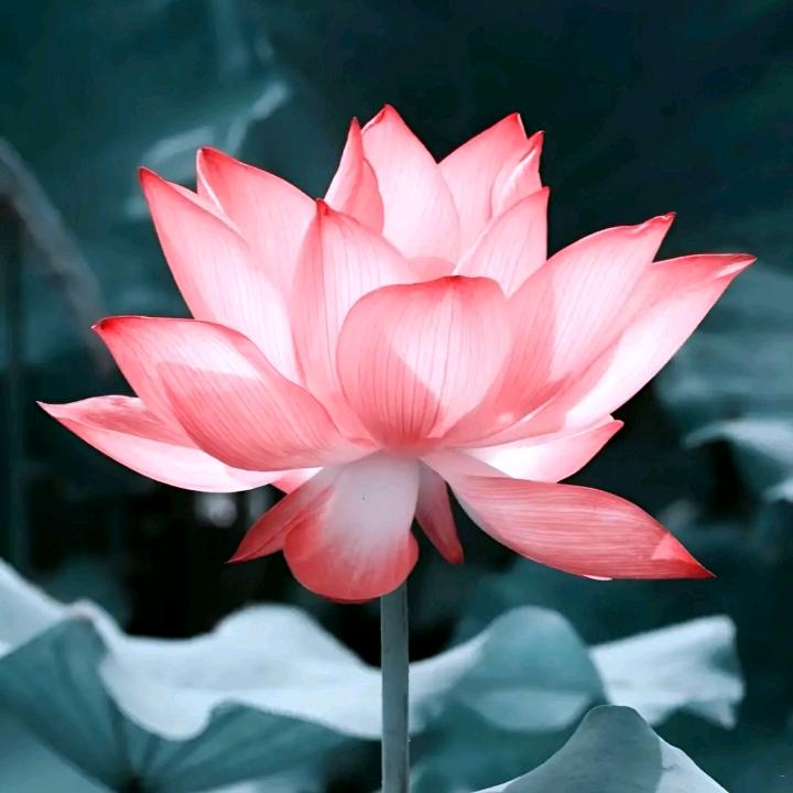 我就是我不一样的烟火！