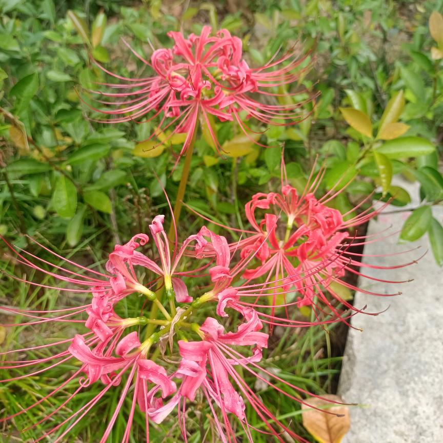 小罗艳