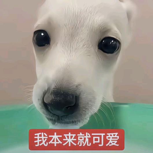 大强咪