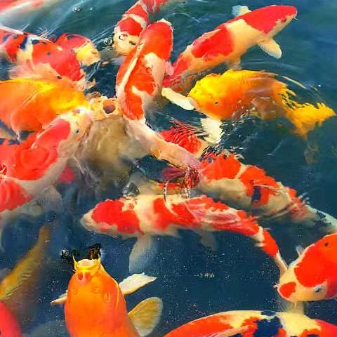 小铉儿鱼铺