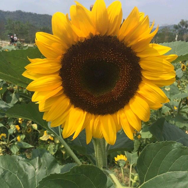沉淀