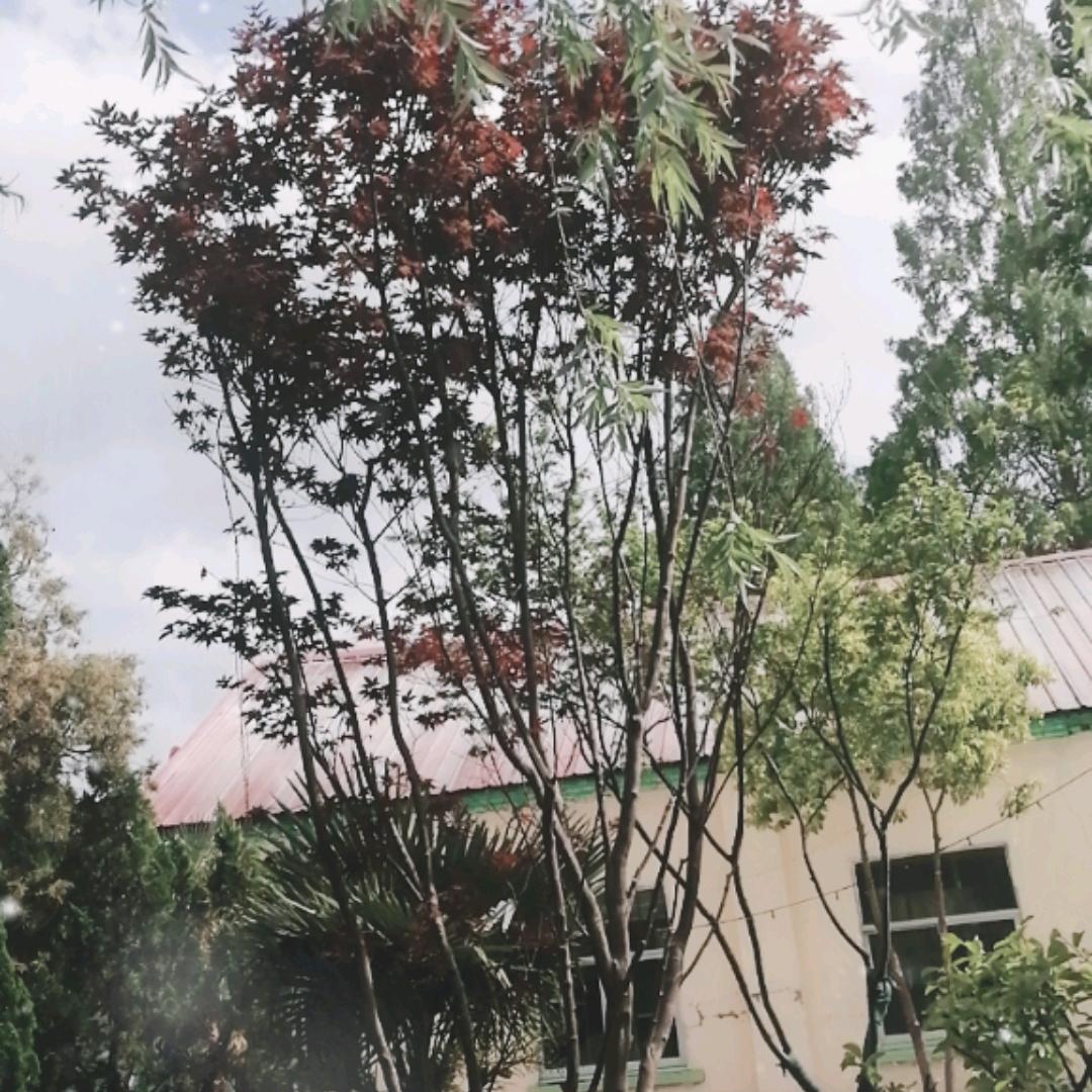 人生若只如初见