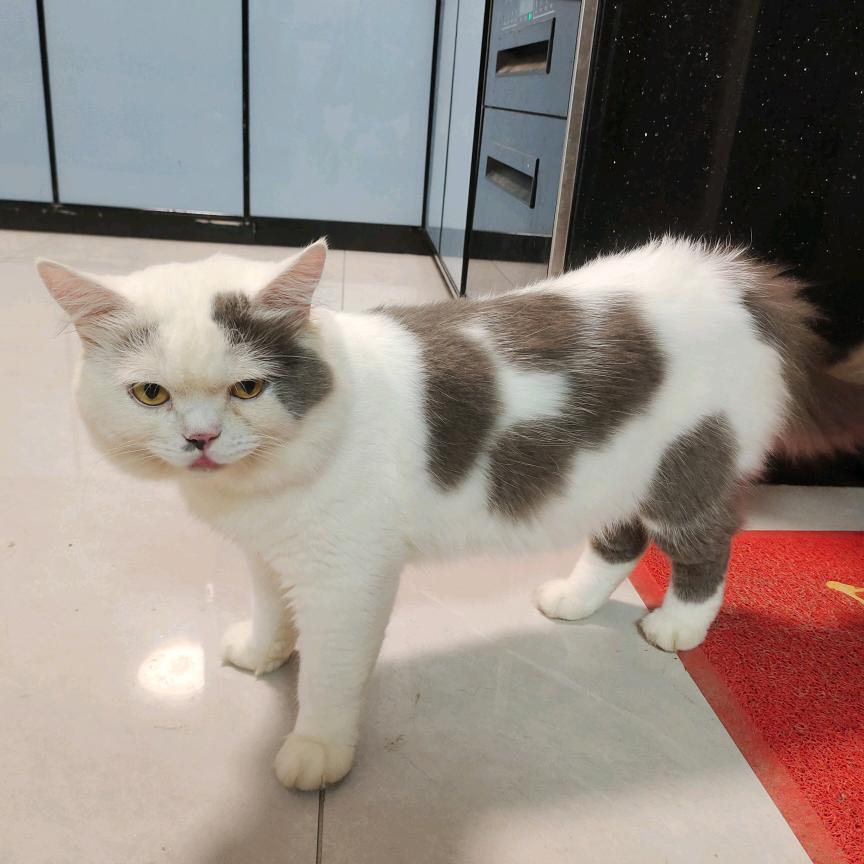 大白菜的小猫咪