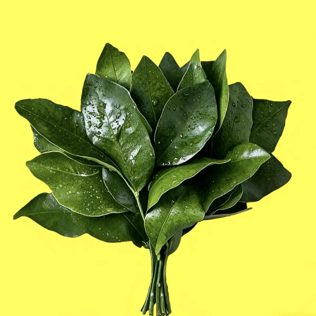 涨F1000+（吃个小乐卷卷🍞）