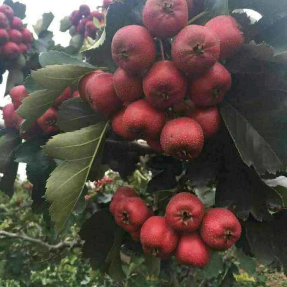 一生平安