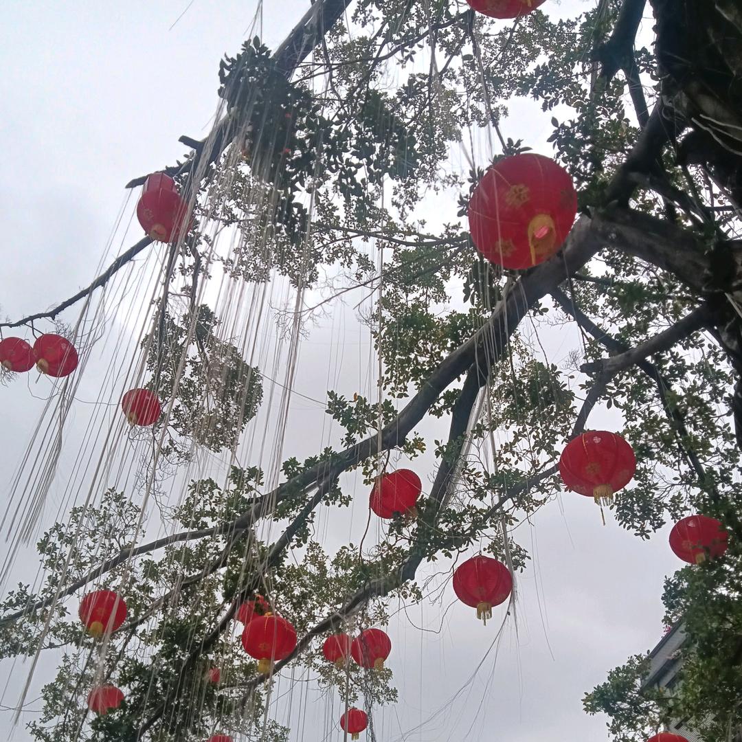 回龙林哥