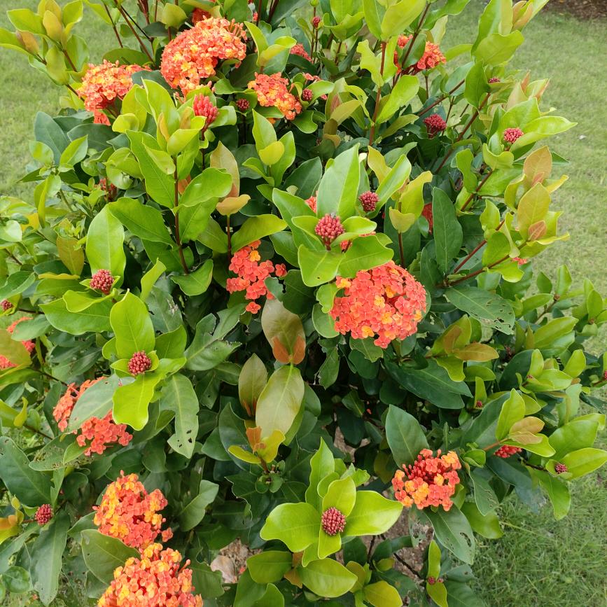 自由飞翔