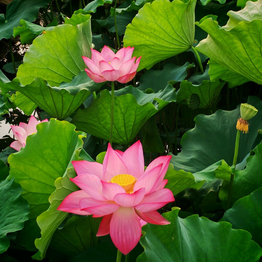 温柔港（拒绝连赞）