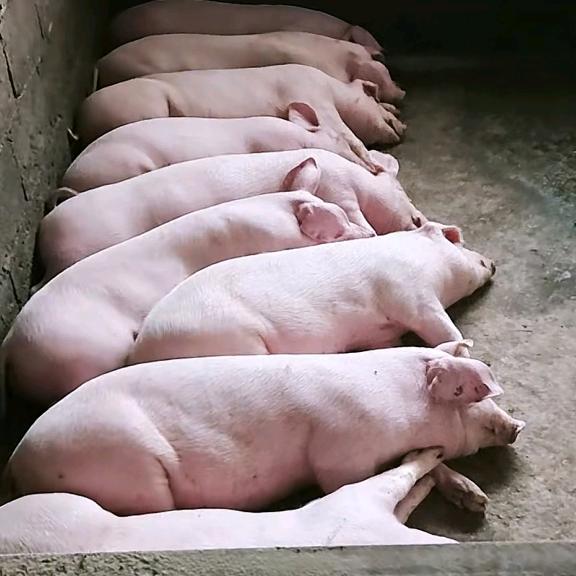 索图铁粉《豪杰家庭农场》