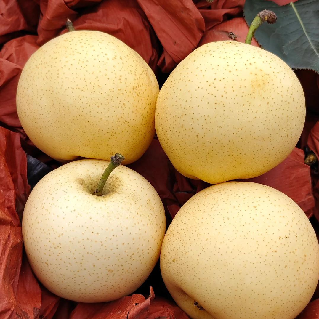 梨梨梨🍐