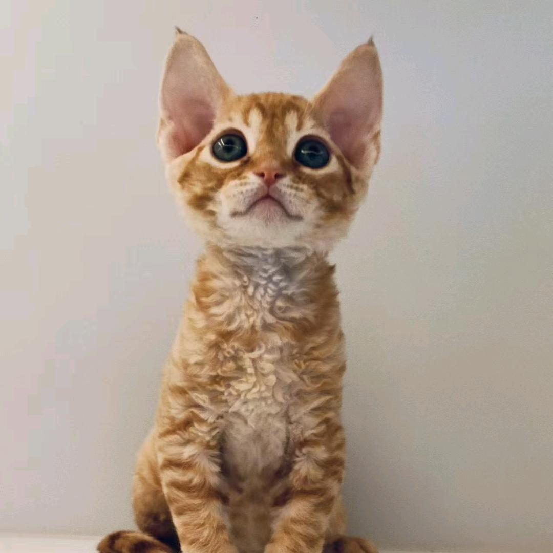 嗨喵领猫馆（洛龙龙祥街）
