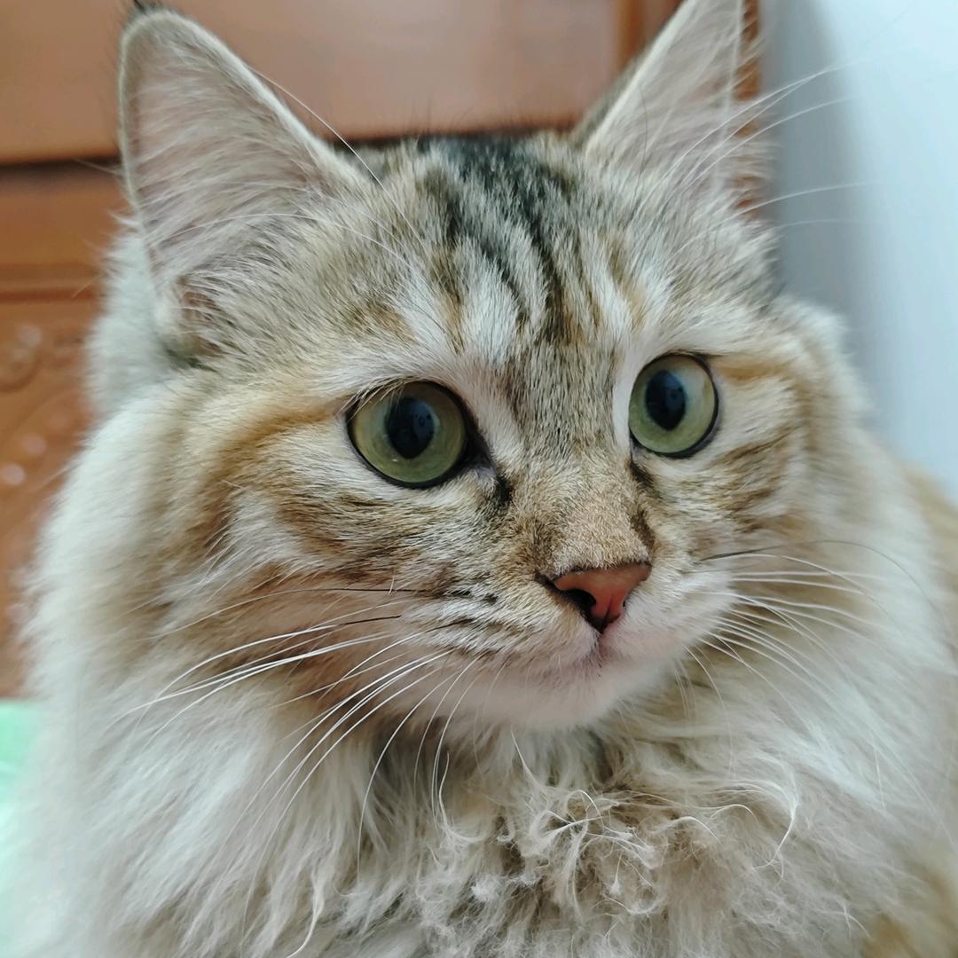 蚂蚁不粘•᷄ࡇ•᷅