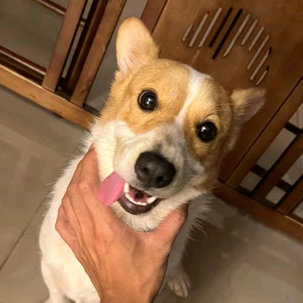 可爱的桶桶一家