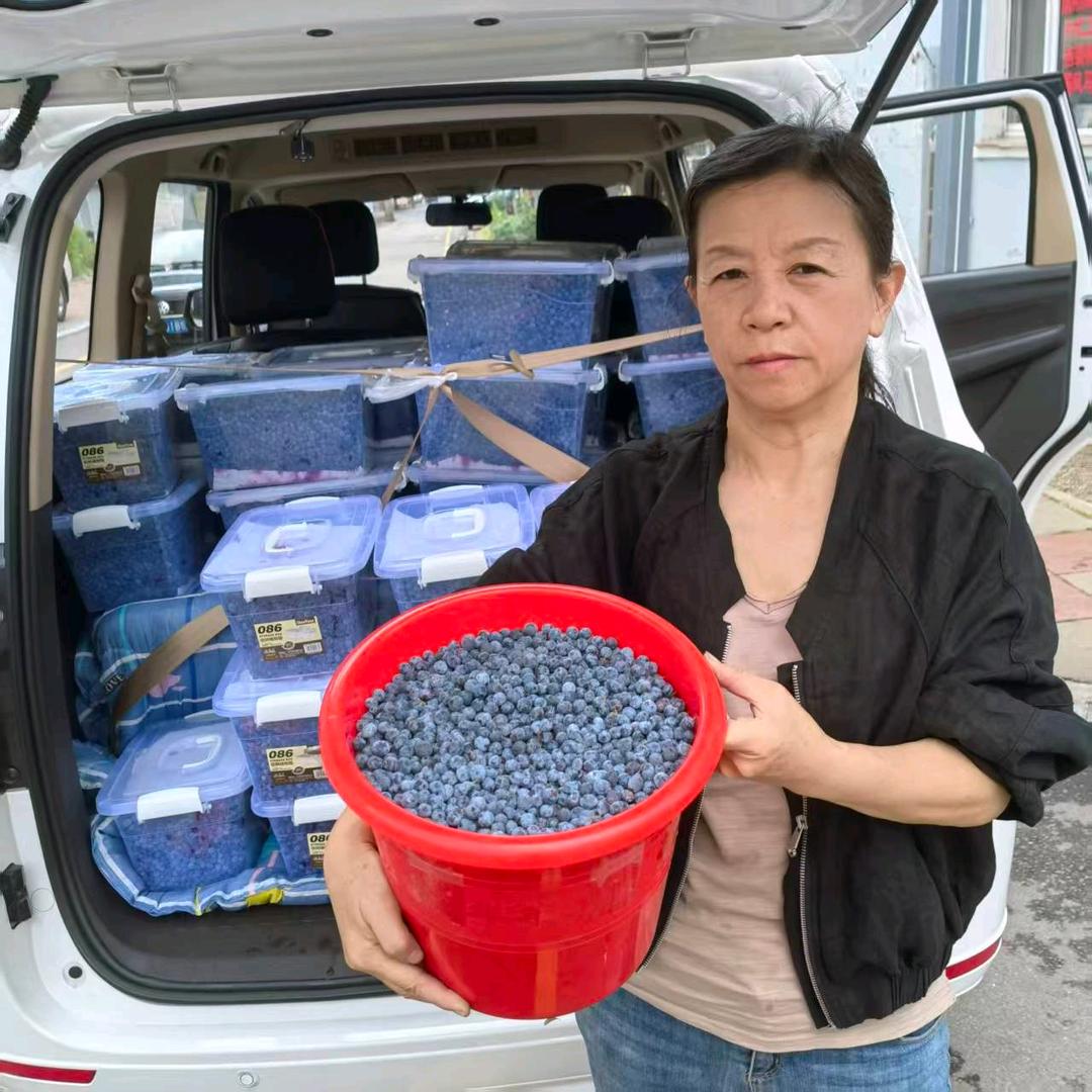 霞姐野生蓝莓优选