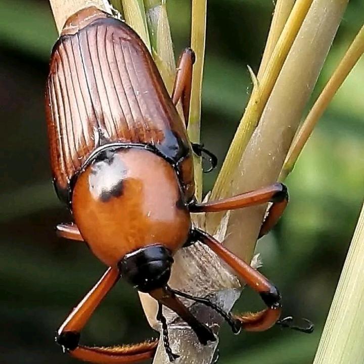 小虾米