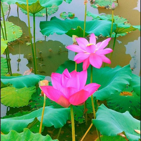 菊花儿茶