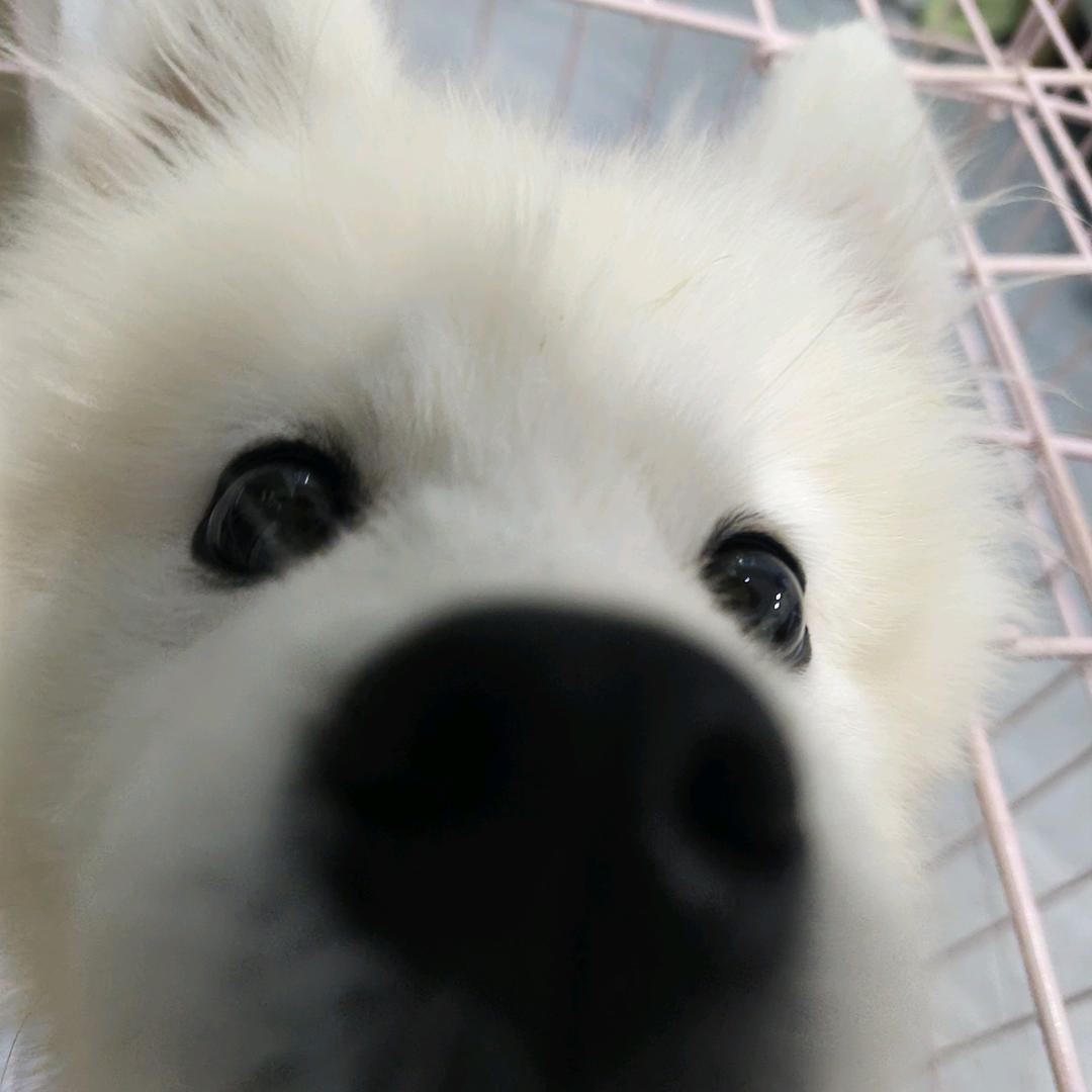 包子和车厘子🍒