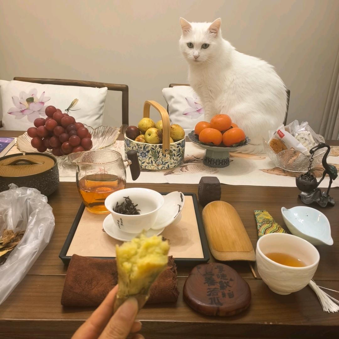 茗茶一猫