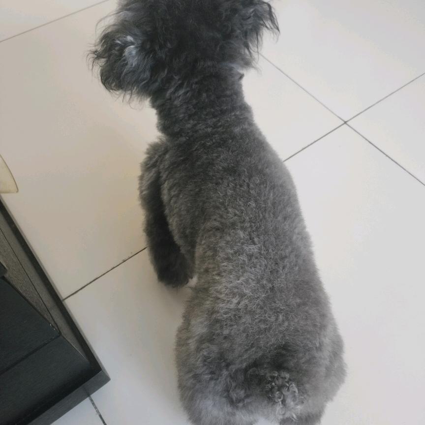 海哥牙不硬