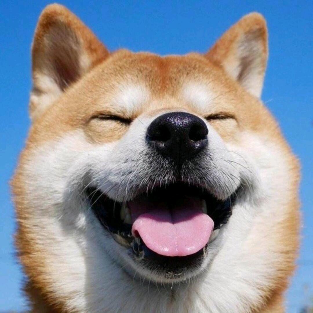 好运常在